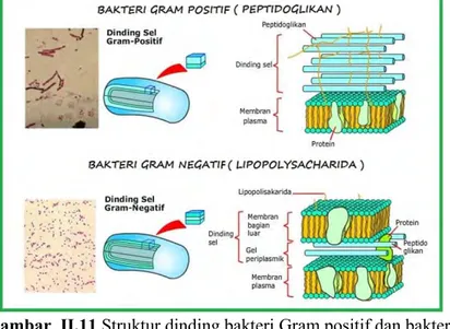 Gambar  II.11 Struktur dinding bakteri Gram positif dan bakteri 