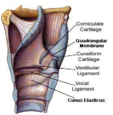 Gambar 2.2 Ligamen dan Membran pada Laring 