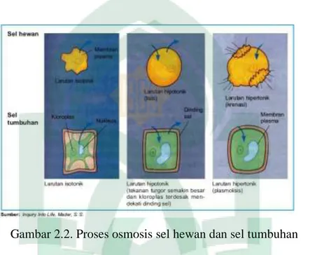 Gambar 2.2. Proses osmosis sel hewan dan sel tumbuhan 