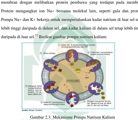 Gambar 2.3. Mekanisme Pompa Natrium Kalium 