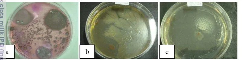 Gambar 2  Hasil isolasi mikroba 10 hsp dari rhizosfer tanaman kelapa sawit: (a) 