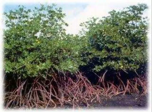 Gambar 4.10 Pohon mangrove sangat berguna dalam menahan 