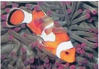 Gambar 2. Clownfish (Amphiprion ocellaris) 