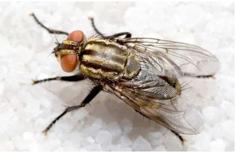 Gambar 1 : Lalat Rumah (Musca domestica ) (http://nature.ca/notebooks/english/fly_p1.htm)