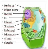 Gambar 2.1. Sel Tumbuhan