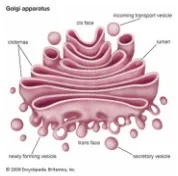 Gambar 2.3. Badan Golgi