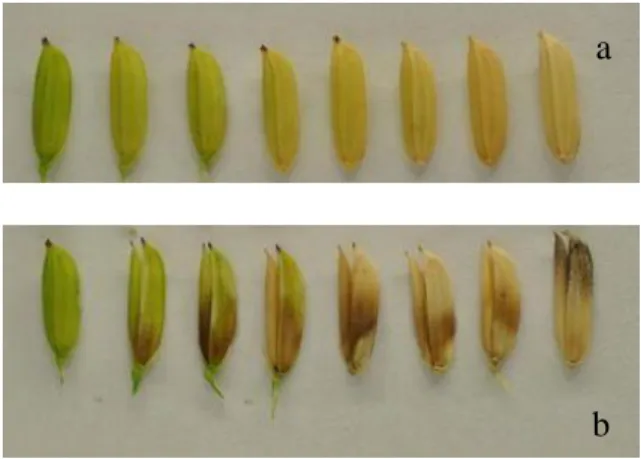 Gambar 3. Perbedaan bulir padi yang sehat (a) dengan bulir yang terserang bakteri  Burkholderia glumae (b) (Zhou, 2019)