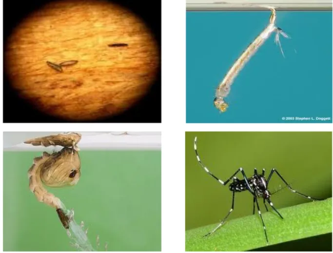 Gambar 2. Nyamuk Aedes albopictus stadium telur, larva, kepompong dan dewasa 