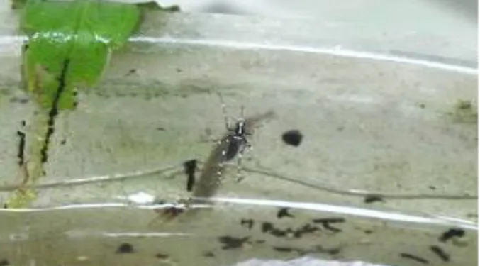 Gambar 3. Tempat perkembangbiakan nyamuk Aedes albopictus 