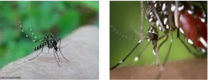 Gambar 5. Nyamuk Aedes albopictus sebelum dan sesudah menghisap darah 