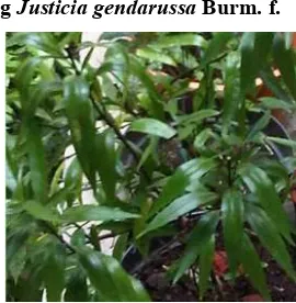 Gambar 2.1 Tanaman Justicia gendarussa Burm. f. 