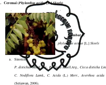                      Gambar 1. phylanthus acidus [L.]