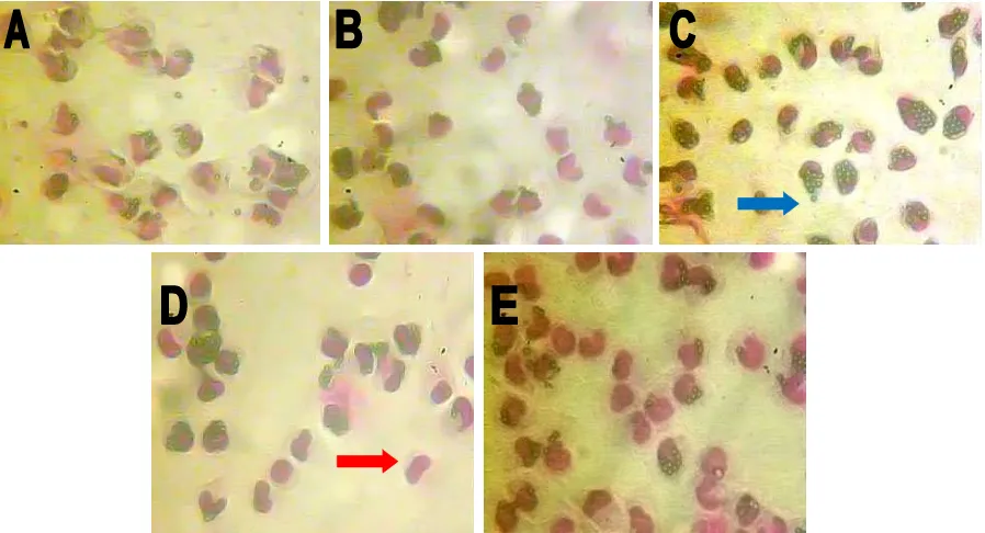 Gambar 2. Kemampuan fagositosis makrofag akibat perlakuan fraksi etil asetat ekstrak etanol akar pasak bumi dilihat dengan mikroskop cahaya dengan perbesaran 400X, a