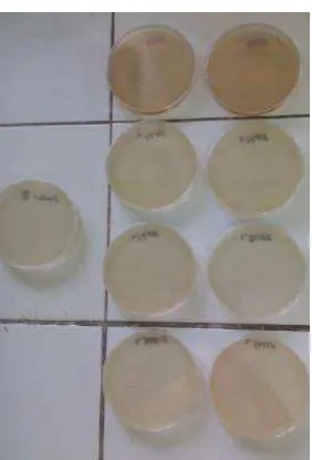 Gambar 2. Hasil Uji adanya cemaran Escherichia coli dengan menggunakan media TBX : 1) kontrol positif, 2) sampel ekstrak 