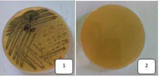 Gambar 3. Hasil Uji adanya cemaran Salmonella dengan menggunakan media Salmonella dan  Shigella: 1) kontrol positif, 2) sampel ekstrak 