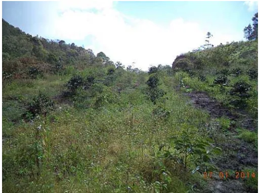 Gambar 2. Lahan pertanian kopi masyarakat di Desa Matiti 