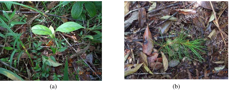 Gambar 5. (a) Anakan kemenyan ((Styrax sumatrana J.J.SM) dan (b) Anakan pinus (Pinus merkusii) 