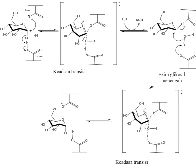 Gambar 3. Mekanisme Reaksi Inversi α-Glukosidase 
