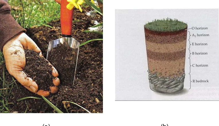 Gambar 2.6. Sumberdaya tanah: (a) butiran-butiran tanah (b) horizon atau lapisan-lapisan  pada tanah 