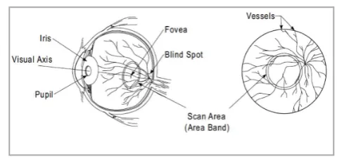 Figure 2 Eyes structure  1