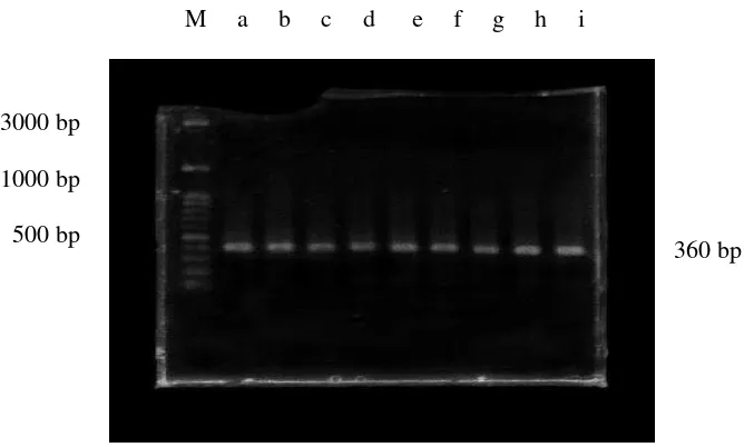 Gambar 7 Hasil amplifikasi gen 16S rRNA dengan primer PRBA338F/PRUN518R pada gel agarosa 1.5%