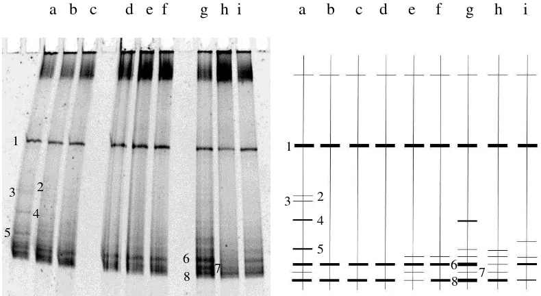 Gambar 8 Hasil analisis DGGE gen nifH. Kiri: Foto dari G:BOX dan Kanan: Interpretasi dari piranti lunak Phoretix 1D