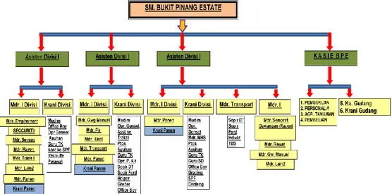 Gambar 3. Struktur Organisasi di Bukit Pinang Estate 