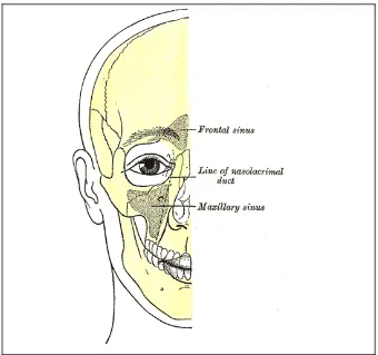 Gambar 2. Gambaran tulang wajah manusia, menunjukkan rongga sinus. (Anonymus.<http://en.wikipedia.org/wiki/File:Gray1199.png> (14 April 2010)) 