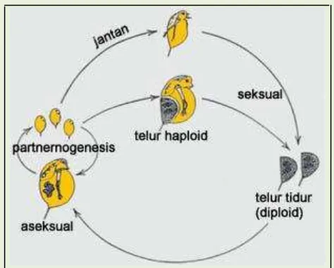 Gambar 3. Siklus hidup daphnia sp. Waterman (1960) dalam Bari (2010) 