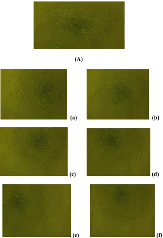 Gambar V. Morfologi sel Hela Sel tanpa perlakuan(A), Sel dengan perlakuan  