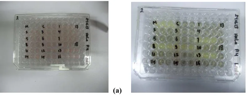 Gambar VI. Morfologi sel Hela sebelum dengan metode MTT(a) dan sesudah     
