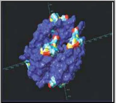 Gambar 2.3. Molekul CPP-ACP 