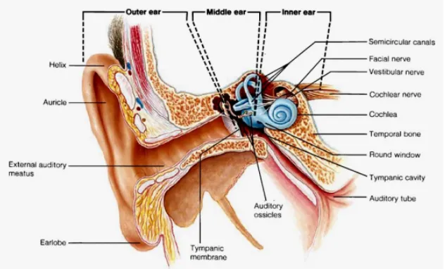 Gambar 3.1 Struktur anatomi telinga