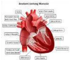 Gambar 2.1 Anatomi Jantung[3] 