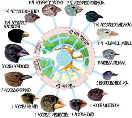 Gambar 17.  Berbagai Jenis Spesies Burung Finch