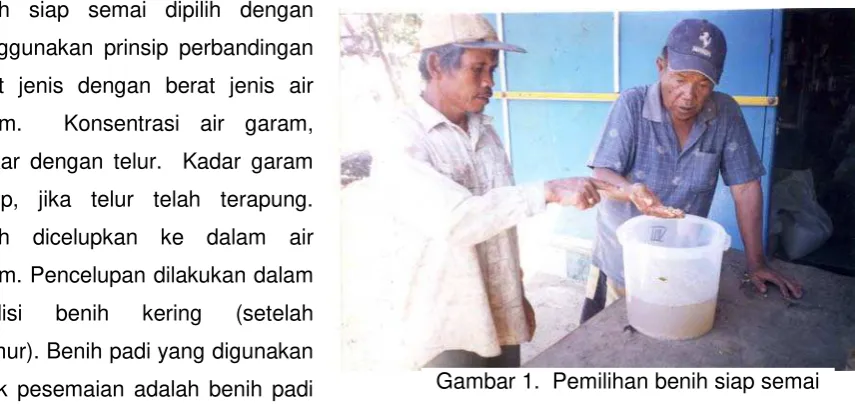 Gambar 1.  Pemilihan benih siap semai 