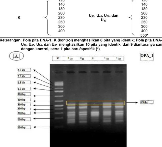 Tabel 2. Pola pita DNA planlet cassava yang tidak diimbas (kontrol) dan diimbas asam fusarat (20, 