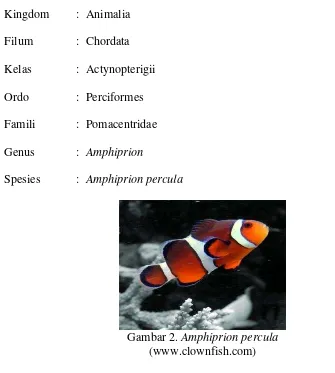 Gambar 2. Amphiprion percula 
