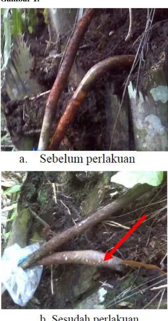 Gambar 1. Kondisi akar sebelum diberi  perlakuan dan sesudah diberi perlakuan pada hari 