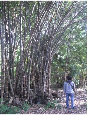 Gambar 2.1 Bambu Petung (Dendrocalamus asper (Schult. f.) Backer ex Heyne)5 