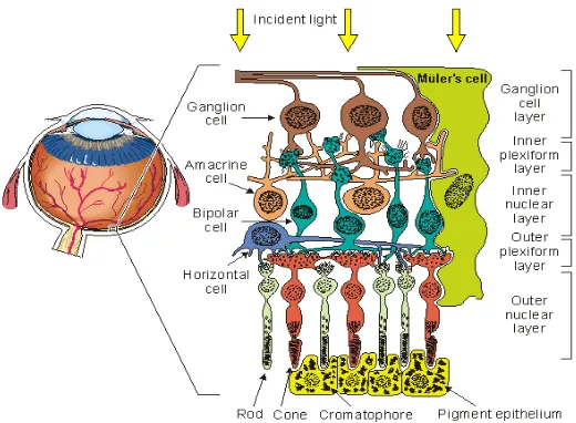 Gambar 2.1. Anatomi Retina (Sherwood, 2011). 