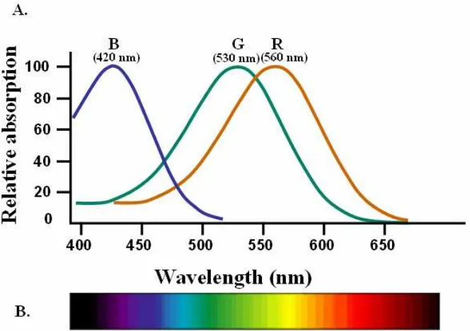 Gambar 2.3. a. Spektrum penyerapan cahaya yang relatif terjadi pada tiga kelas 