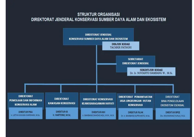 Gambar 1 : Struktur Organisasi pada Direktorat Jendral Konservasi Sumber Daya  Alam dan Ekosistem