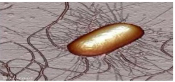 Gambar 1. Escherichia coli  (M. Sari, 2015)