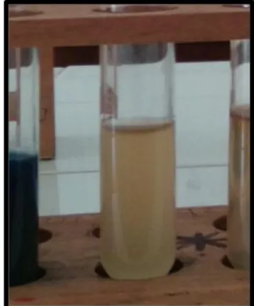 Gambar 5. Hasil Uji Indol Negatif (-) sampel bakteri uji.  (Sumber: Data primer peneltian 2019) 