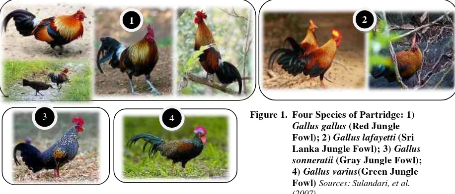 Figure 1. Four Species of Partridge: 1) 