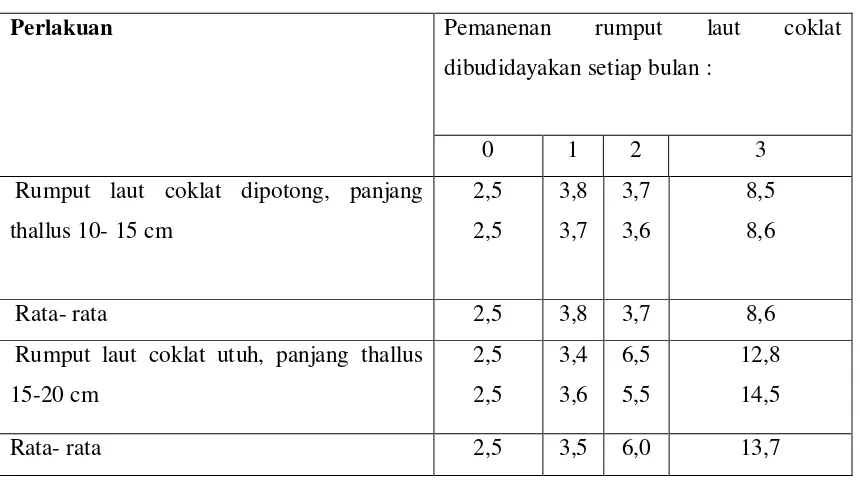 Tabel 1. Laju Pertumbuhan (berat, kg ) dari rumput laut coklat Sargassum filipendula yang dibudidayakan menggunakan rakit 