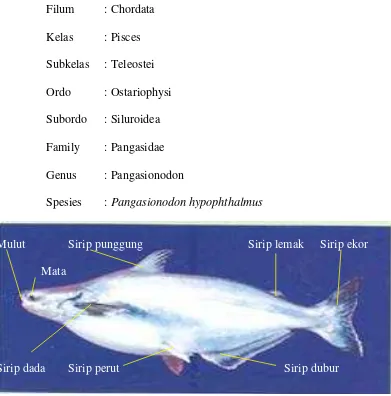 Gambar 2.  Ikan Patin 