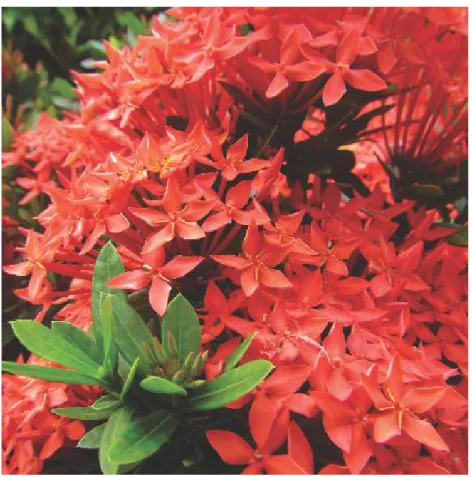 Gambar 33. Bunga asoka (Ixora sp.)