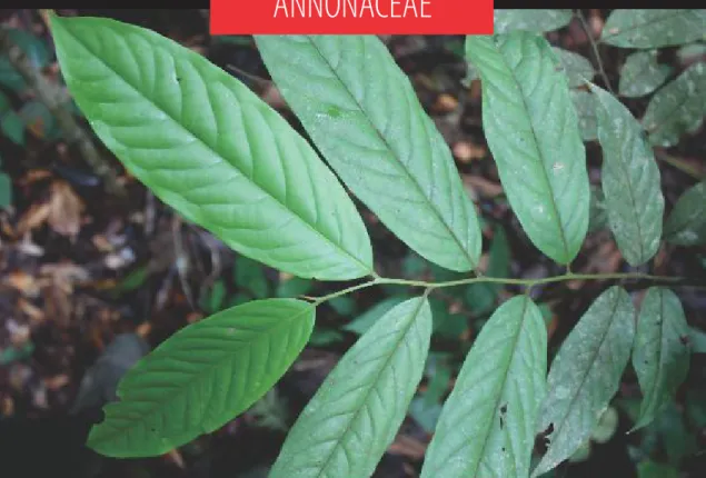 Gambar 43. Daun Polyalthia rumphii (Blume) Merr.